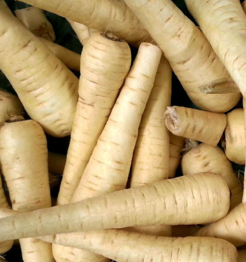 ALL AMERICAN PARSNIP Sweet Tender Root Vegetable Non-GMO 100 Seeds