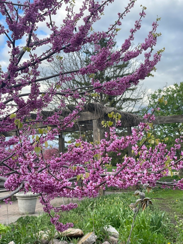 100+ Eastern Redbud Tree Seeds ( Cercis canadensis ) – Pink – – Free Shipping –