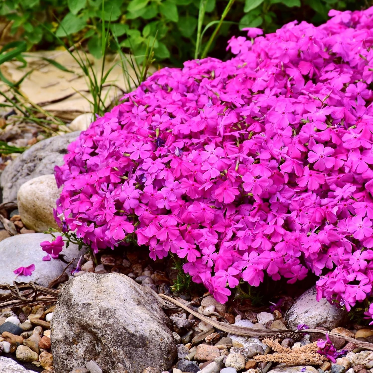 CarpetC 1000+ Creeping Phlox Seeds for Planting, Ground Cover Purple Flowers Sta