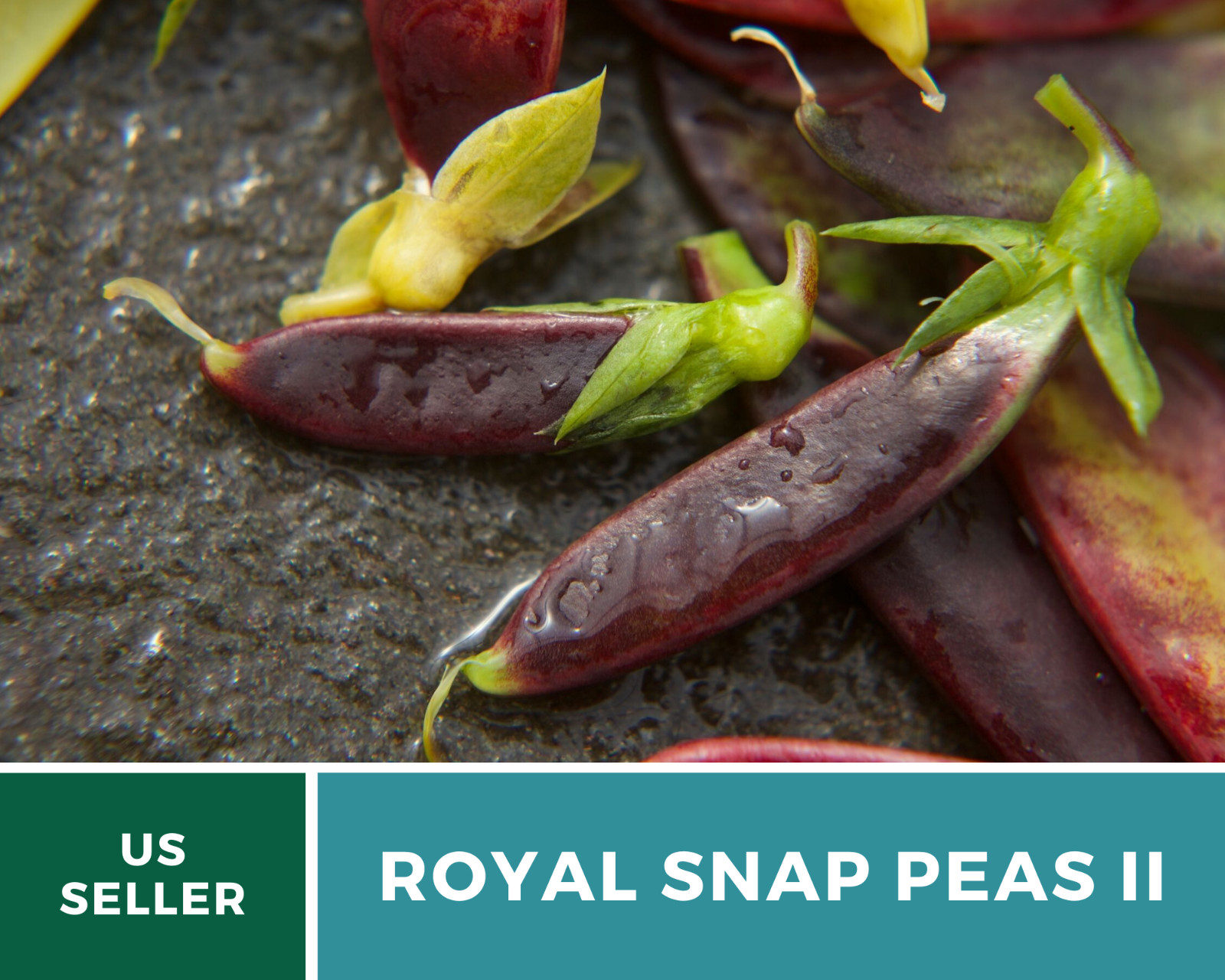 Peas, Royal Snap II – 20 Seeds – Heirloom – Non GMO