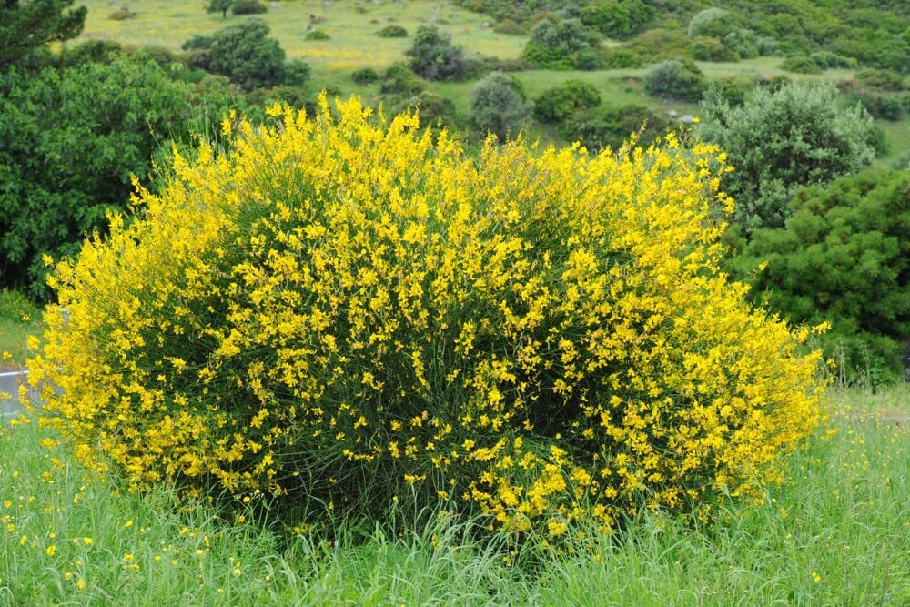 Scotch Broom Seeds for Planting (30 Seeds) Vibrant Yellow Blooms, Great for Priv