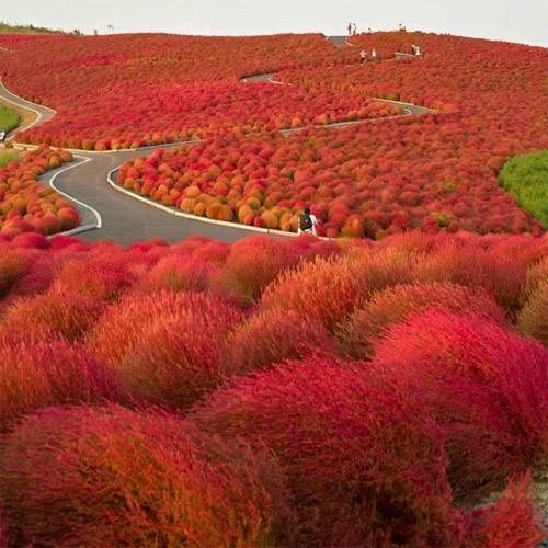 50+ BURNING BUSH SEEDS / KOCHIA SCOPARIA / HARDY, DROUGHT TOLERANT ANNUAL