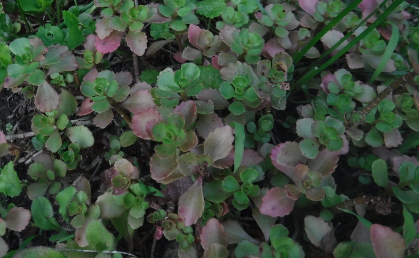 Sedum stonecrop seeds 50+ mix