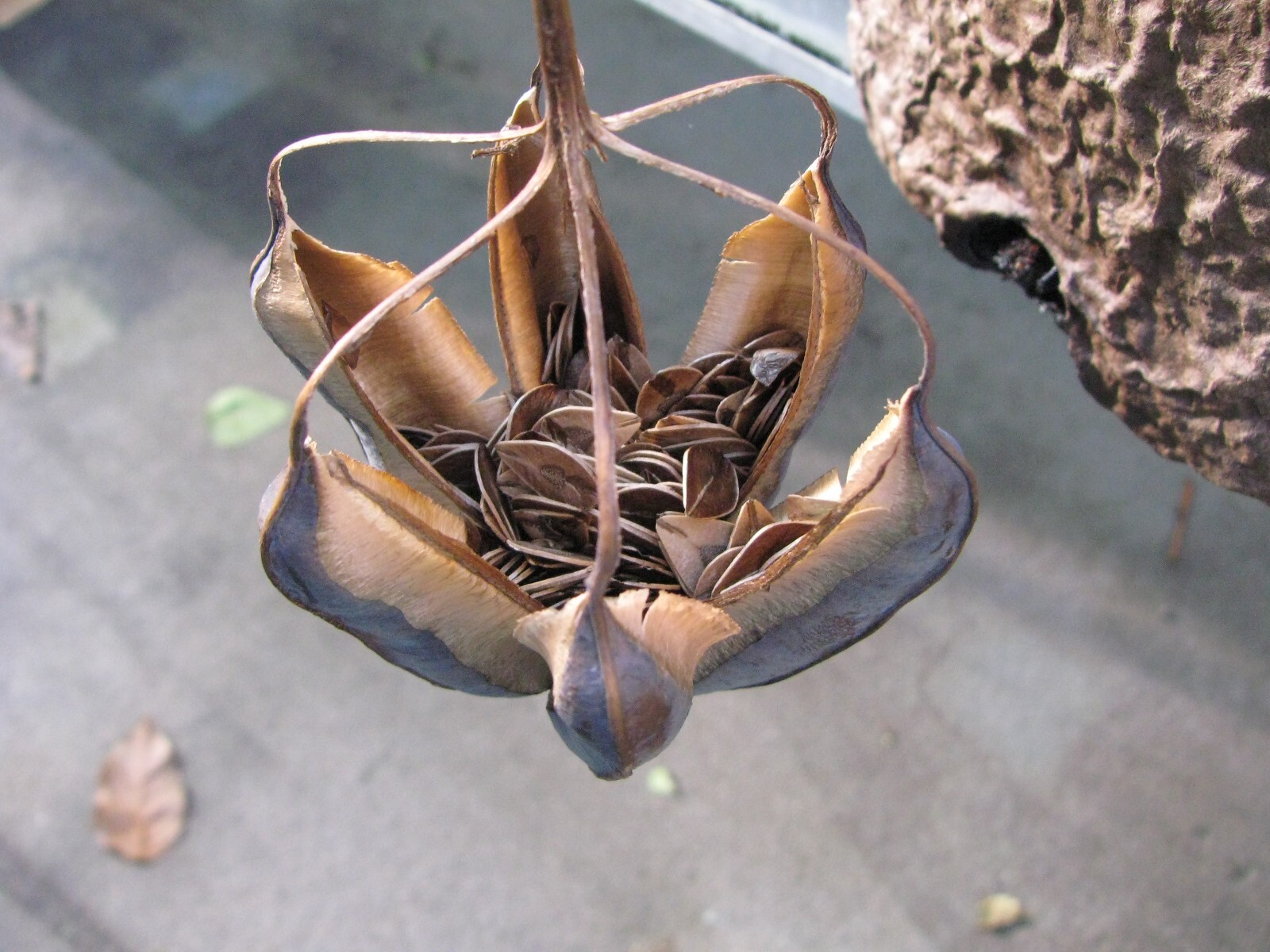 Aristolochia Littoralis Vine, 10 Seeds Calico Flower, Elegans Dutchman’s Pipe
