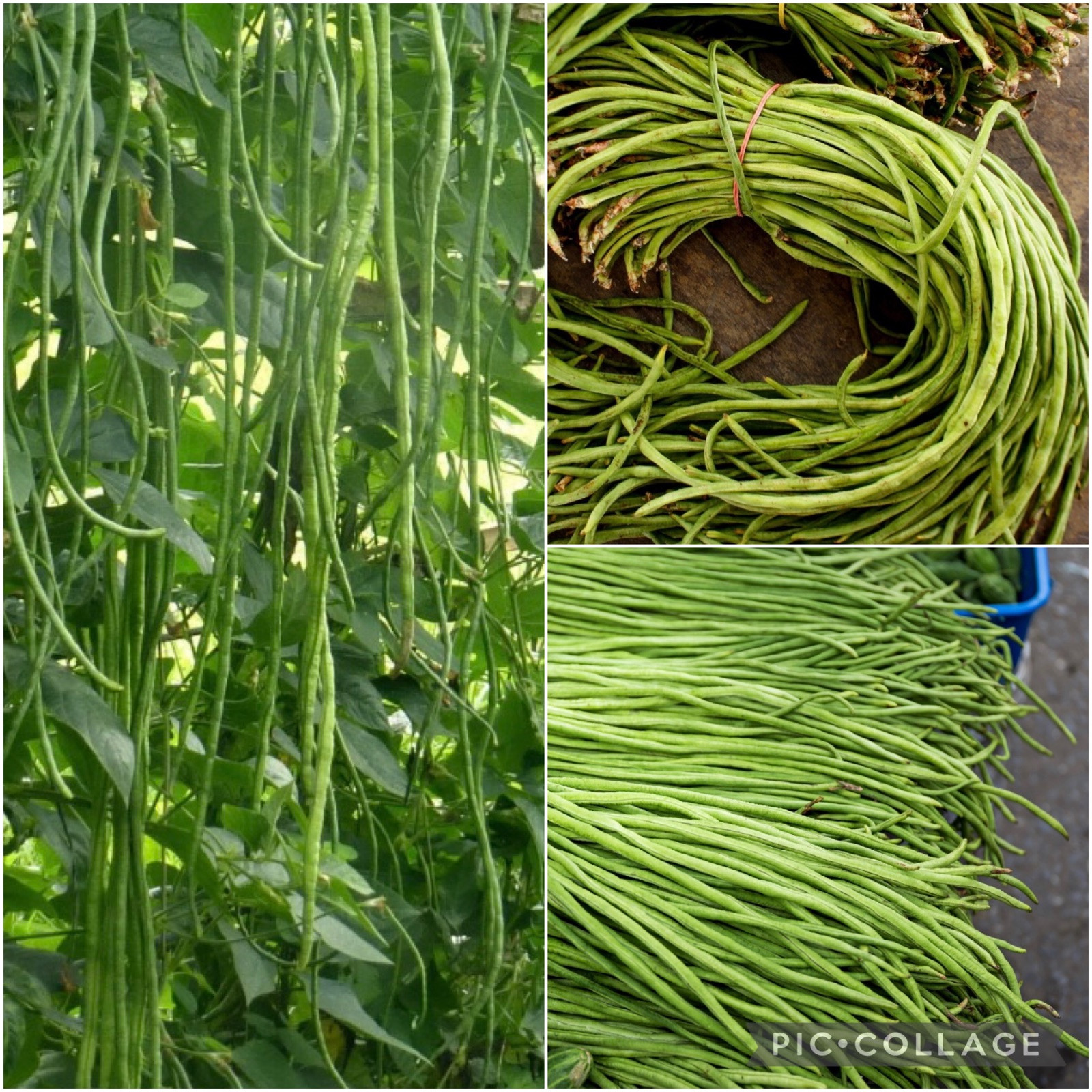 10 SEEDS Yard Long Bean (Green) | Sitaw | NON-GMO