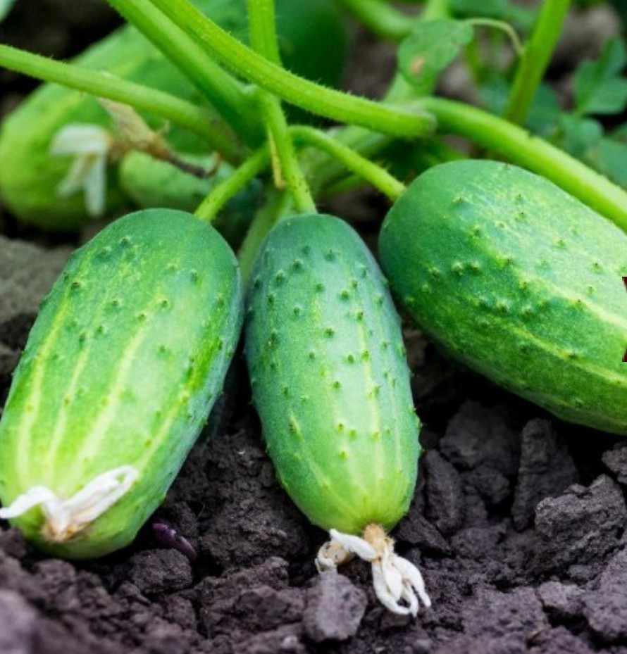 60+ Boston Pickling Cucumber Seeds **Fresh Seeds** ~~Free Shipping~~