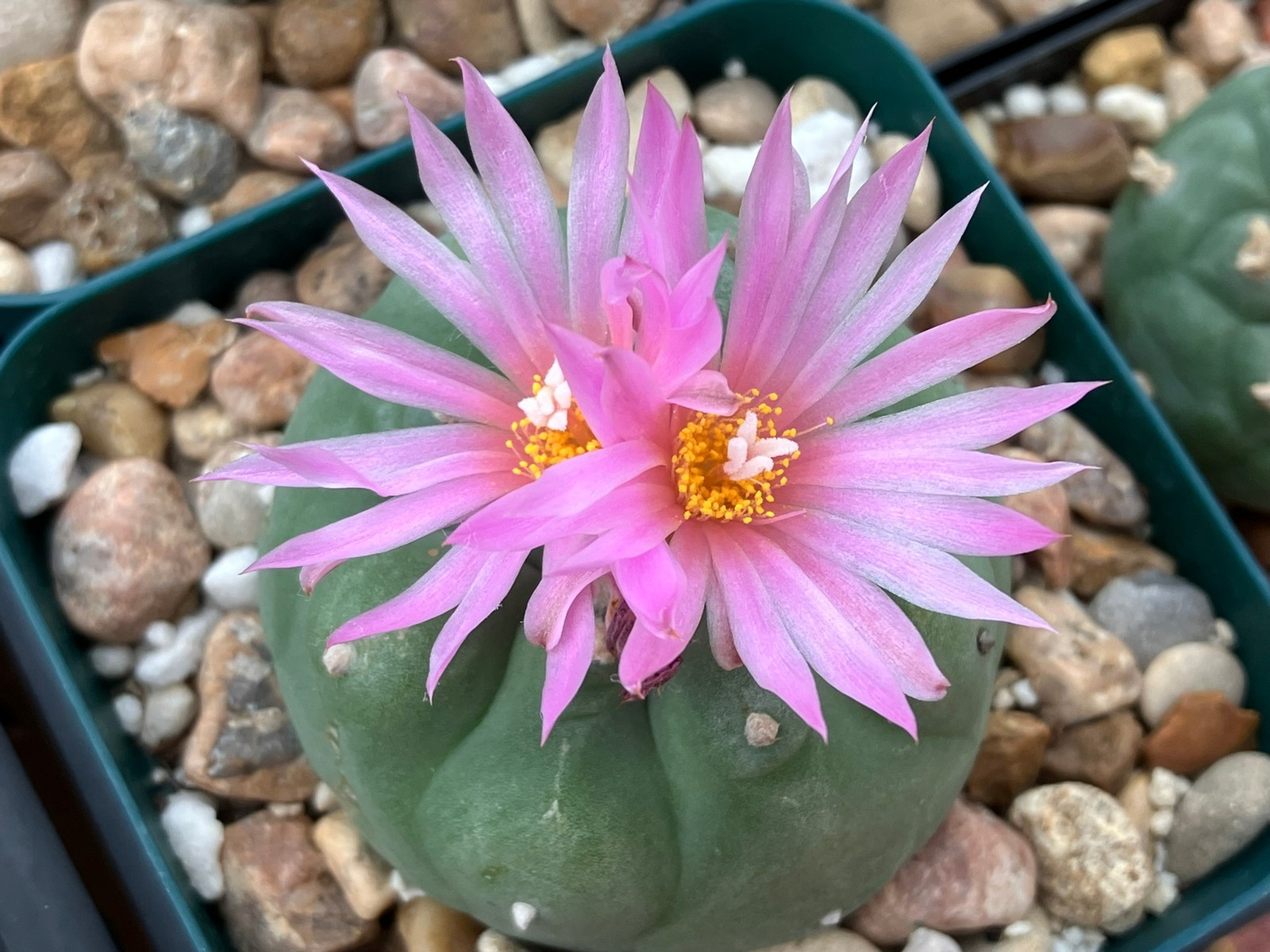 Seed- Loph frichii (25 seeds) 2026