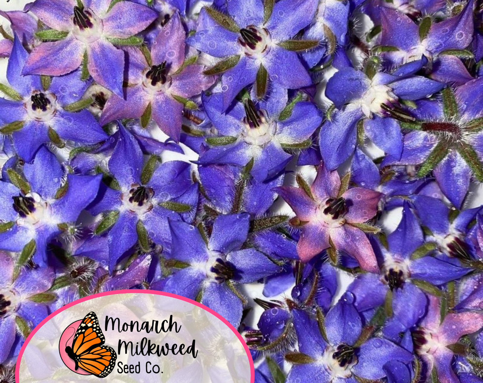 300+ Borage Seeds | Flower Gardening for Pollinator Bees & Butterflies