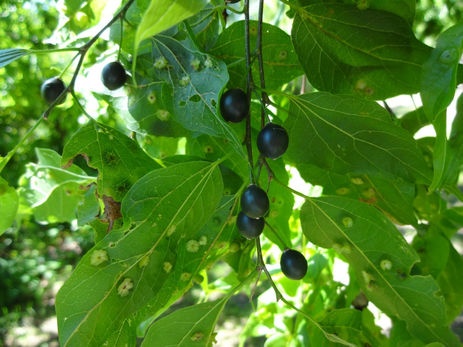 16-24″ tall Common Hackberry (Celtis Occidentalis), 2 year old plant