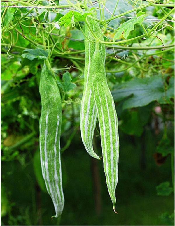 Snake Gourd Seeds (Lặc Lày) – Heirloom Japanese Luffa Plant