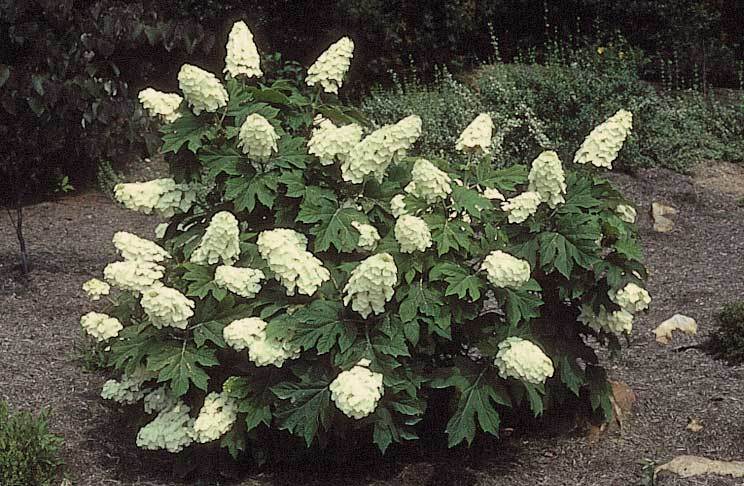 Oakleaf Hydrangea, Hydrangea Quercifolia, Seeds (Fast, Showy, Fall Color)