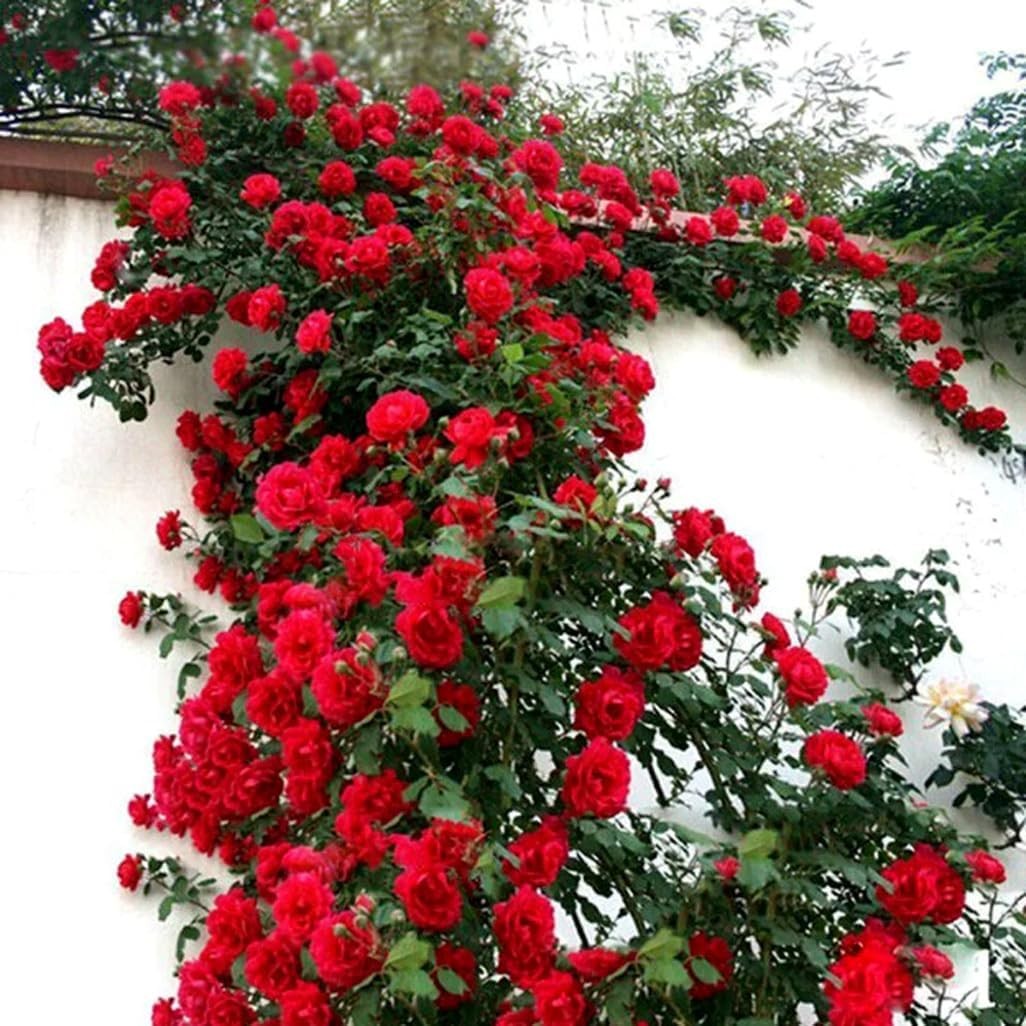 Red Climbing Rose Seeds 100pcs Perennial Fragrant Heirloom Vining Flower
