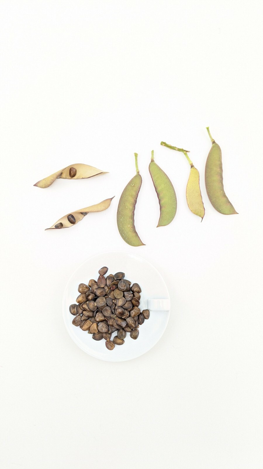 20 Desert Yellow Bird Of Paradise, Caesalpinia Gilliesii Seeds From Arizona