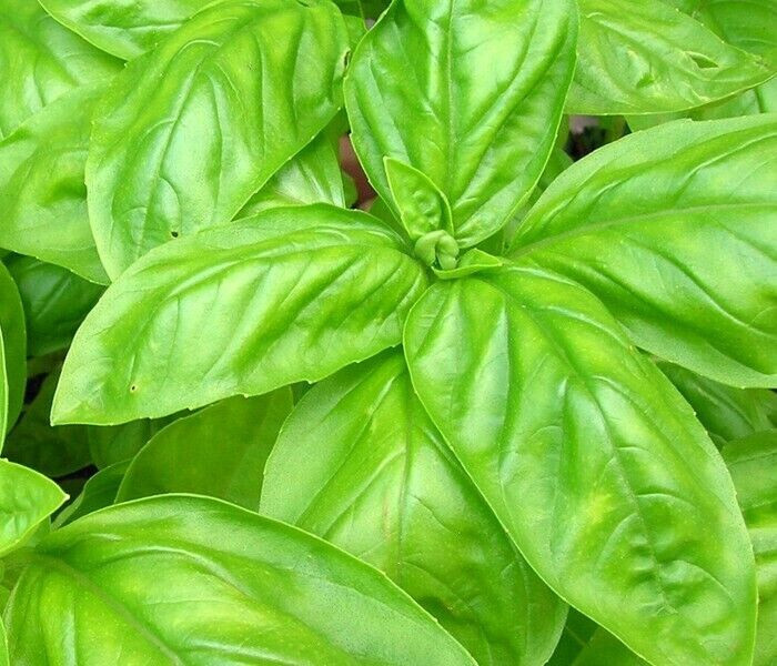 LARGE LEAF ITALIAN BASIL 150 SEEDS FRESH FOR GARDENS