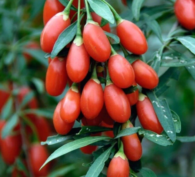 100 Goji Berry SEEDS WolfberryLycium Barbarum Organic Exotic Superfood 2023 USA