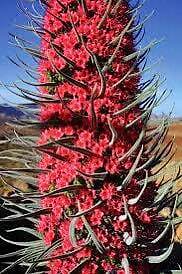 Tower of Jewels Flower Seeds ~ Echium Wildpretii ~ Snake Head ~ Unique ~ Rare ~