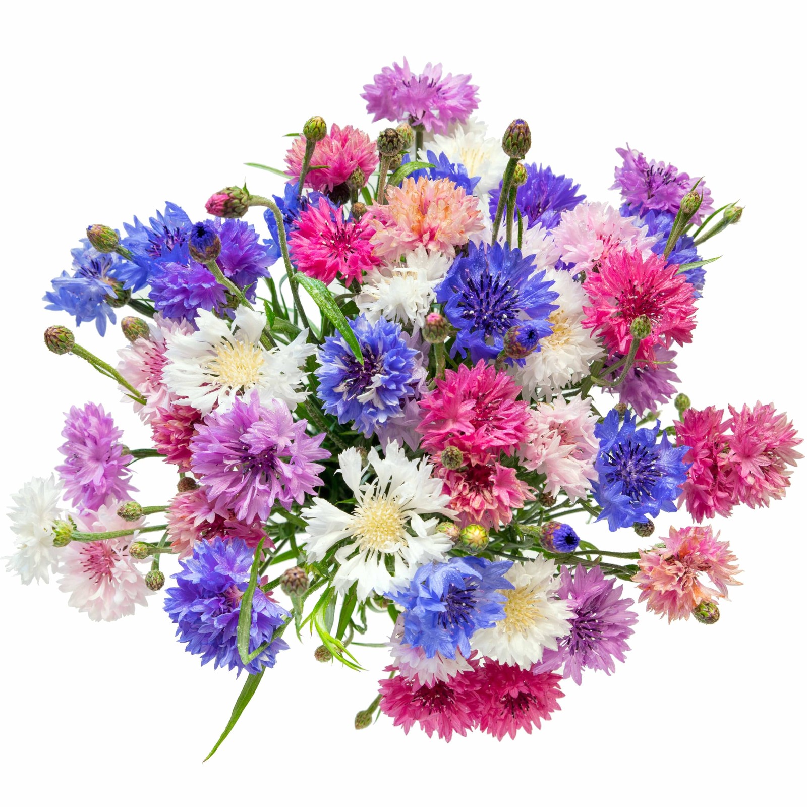 1000 Polka Dot Bachelor Button Cornflower Seeds for Planting – Dwarf Multicol…