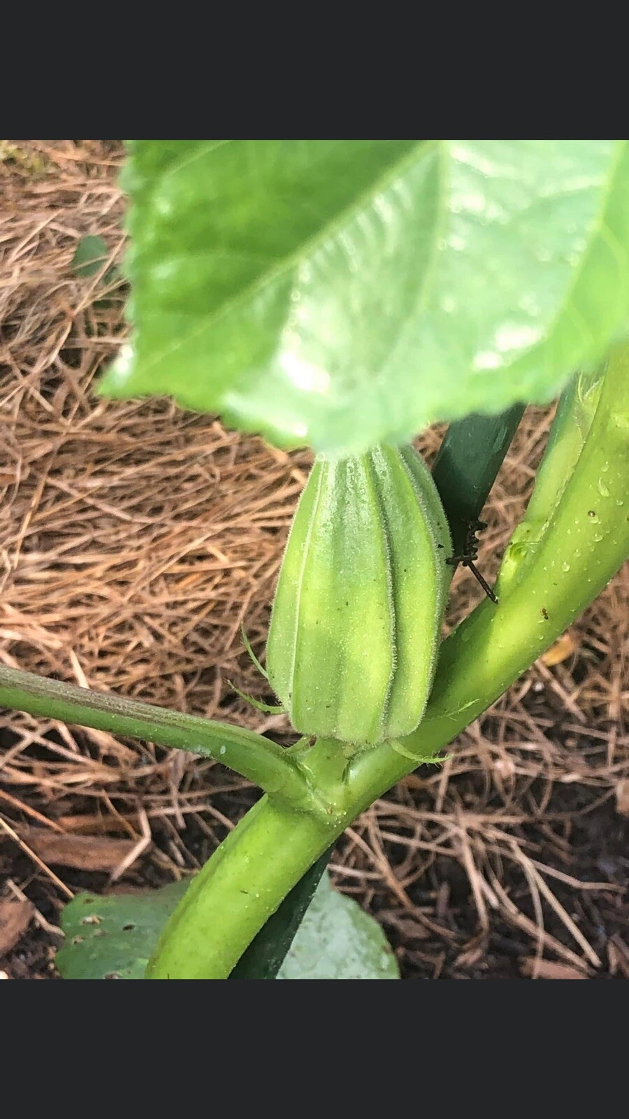 20 STAR OF DAVID OKRA SEEDS 2022 Organic Heirloom Seeds / HUGE PODS