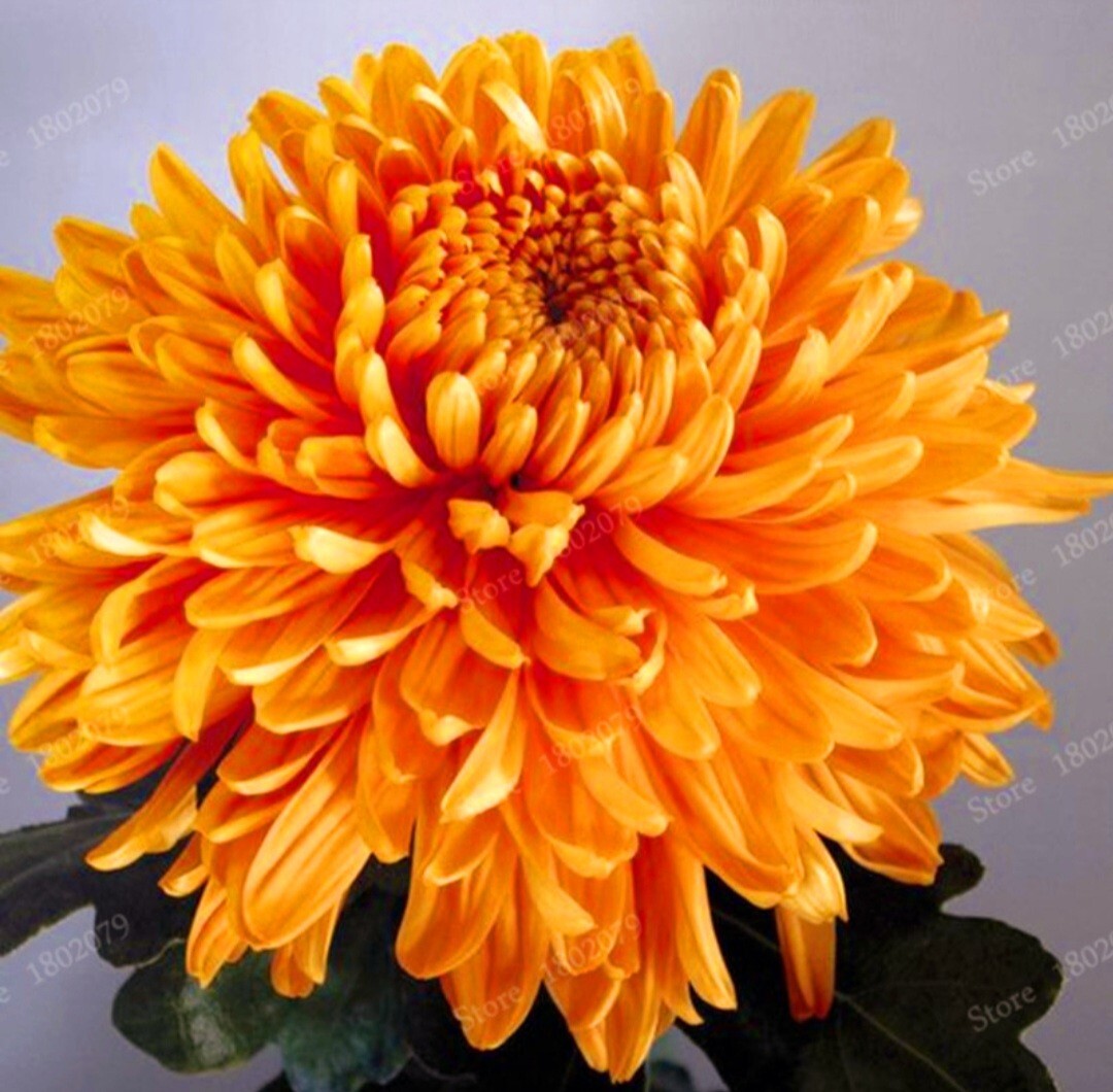 120 Chrysanthemum Seeds Orange Flower Authentic Chinese Spider Edible-Tea