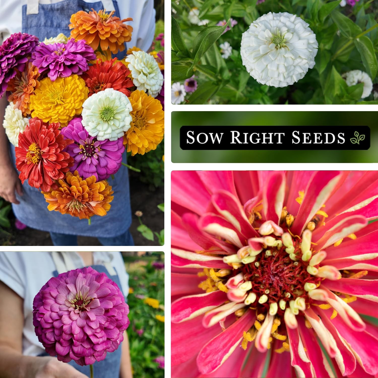 Bulk Mixed Zinnia Seeds For Planting 1 Ounce 4300 Seeds NonGMO Heirloom