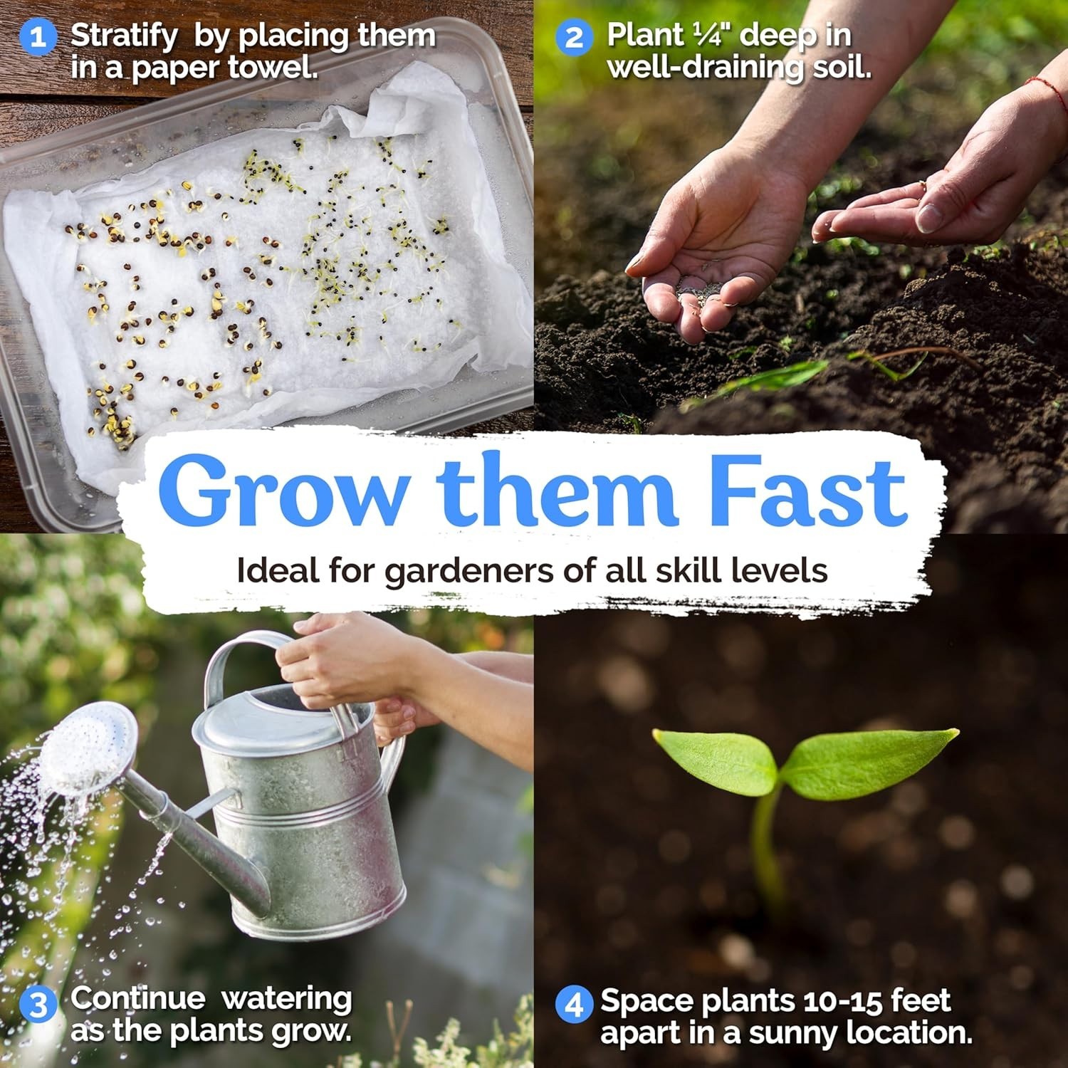 Grow 60 White Japanese Lilacs – Fragrant Seeds for Outdoor Beauty and Elegance