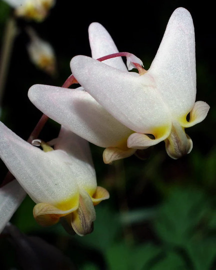 5 Wild Dutchman’s Breeches Dicentra cucullaria Bulbs/Bare root ~Woodland gardens