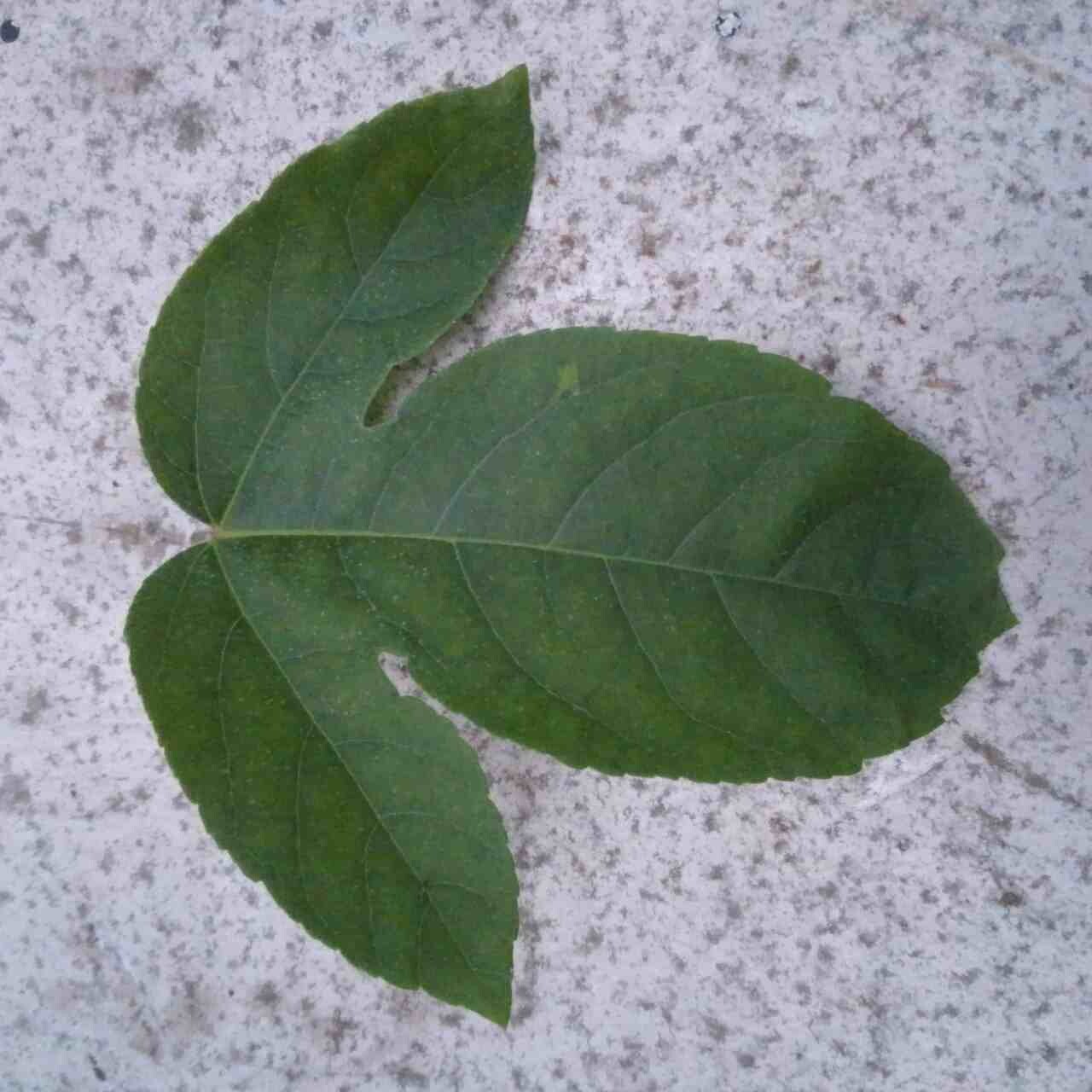 Passion Flower ‘Lady Margaret’ (Passiflora hybrid) 2.5″ Pot Size