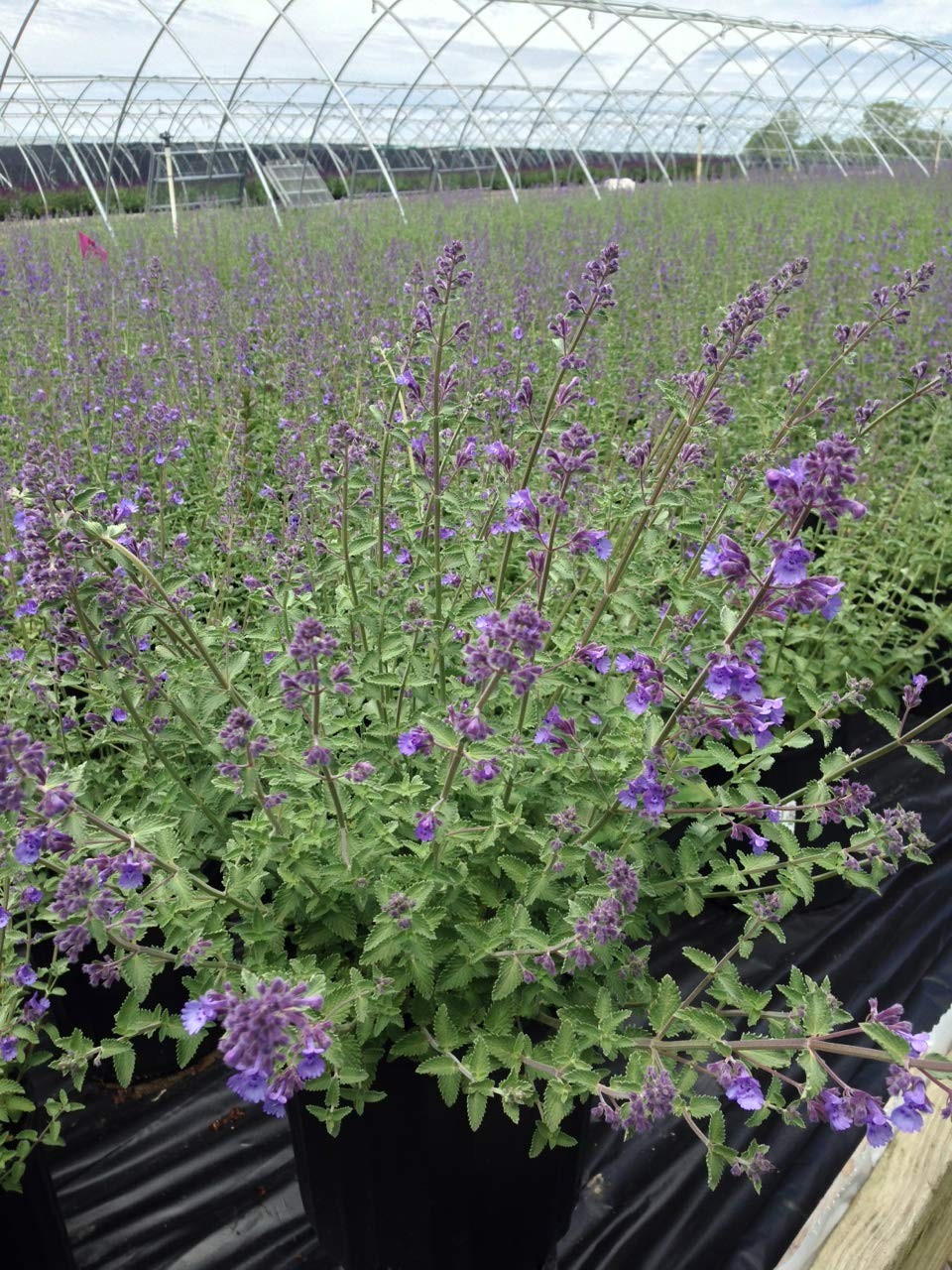 Catmint Perennial Plant Blue Flowers, 1 Size Container, Low Maintenance