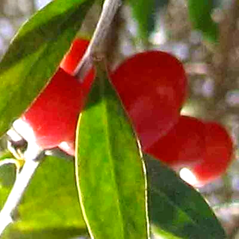 500+ GOJI BERRY SEEDS AUTUMN PERENNIAL NON-GMO CHINESE WOLFBERRY HARDY FRUIT USA