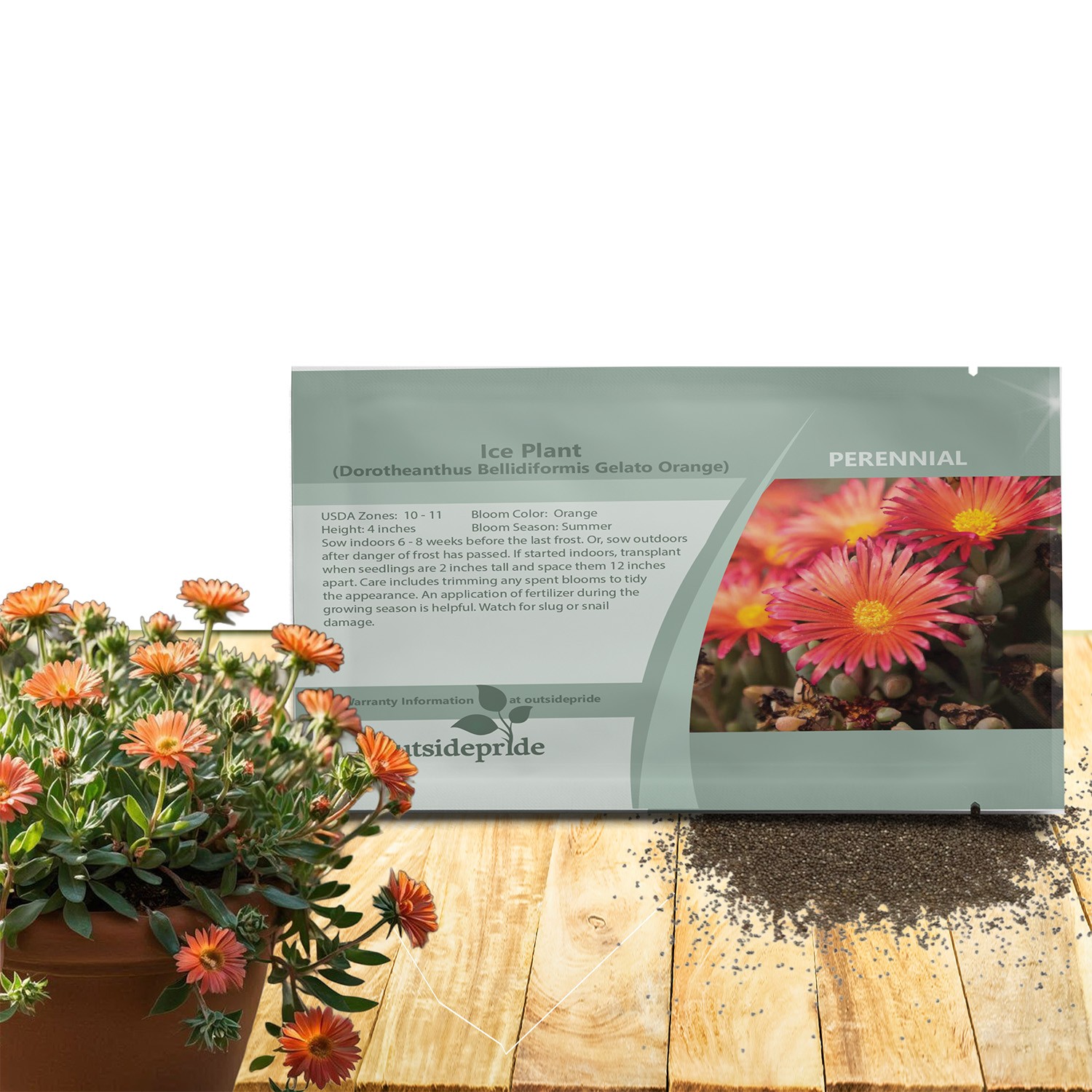 10000 Seeds Ice Plant Drought Resistant Orange Livingstone Daisy Ground