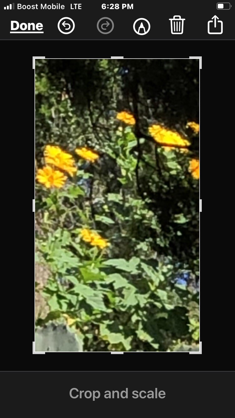 Mexican Sunflower Starter, 3x3ft.