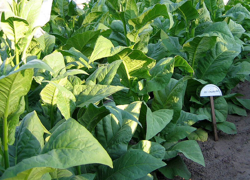 1000 Cherry Red 401 Tobacco Seeds ~ Nicotiana Tabacum ~ HEAVY Producer!