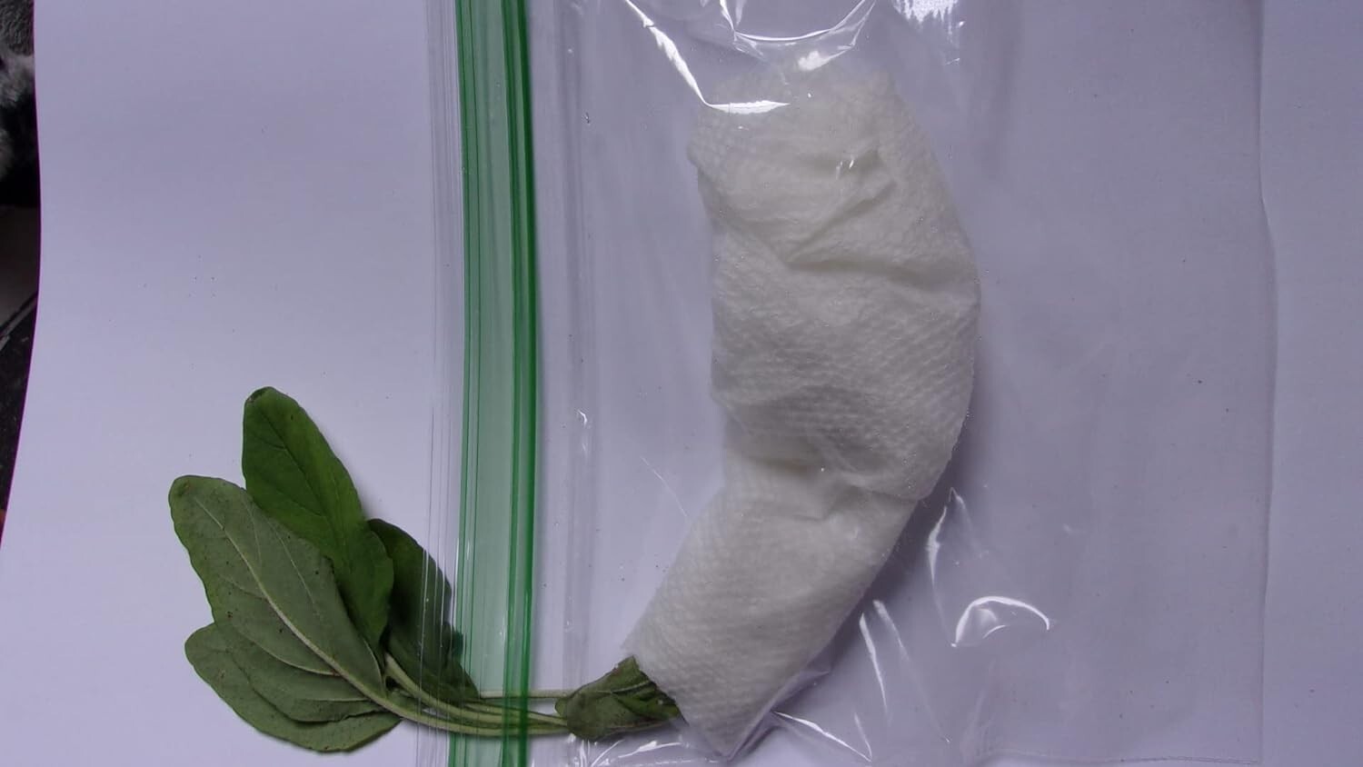 Self Heal – Live Rootball – Prunella vulgaris