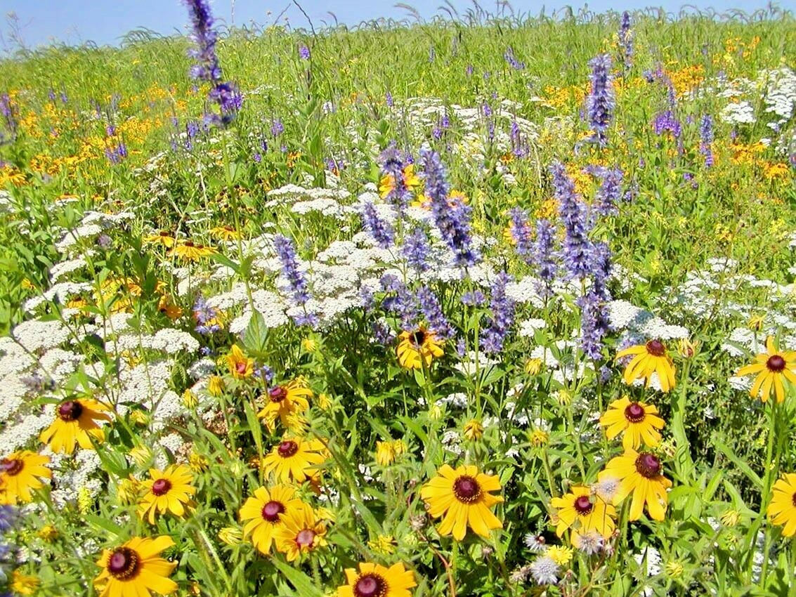 100+Purple GIANT HYSSOP Seeds Native Wildflower Drought Heat Cold Pollinators