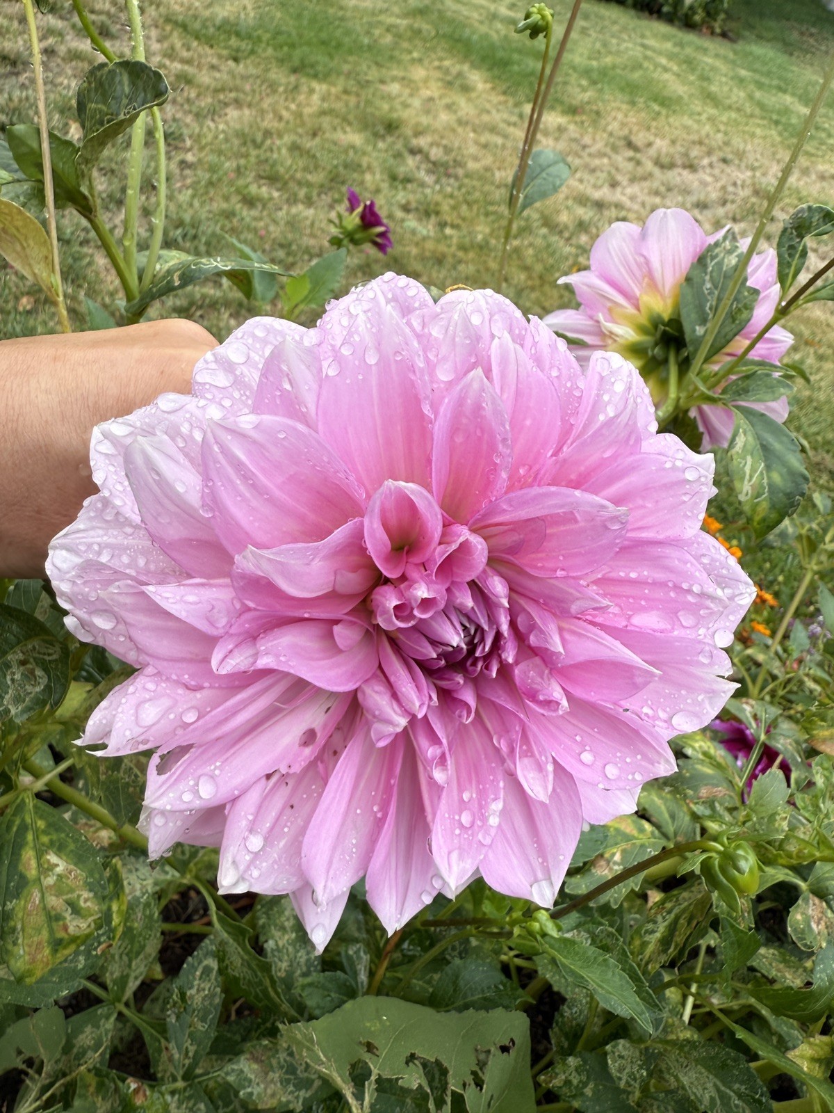 Dahlia Tubers-Lavender Perfection pink