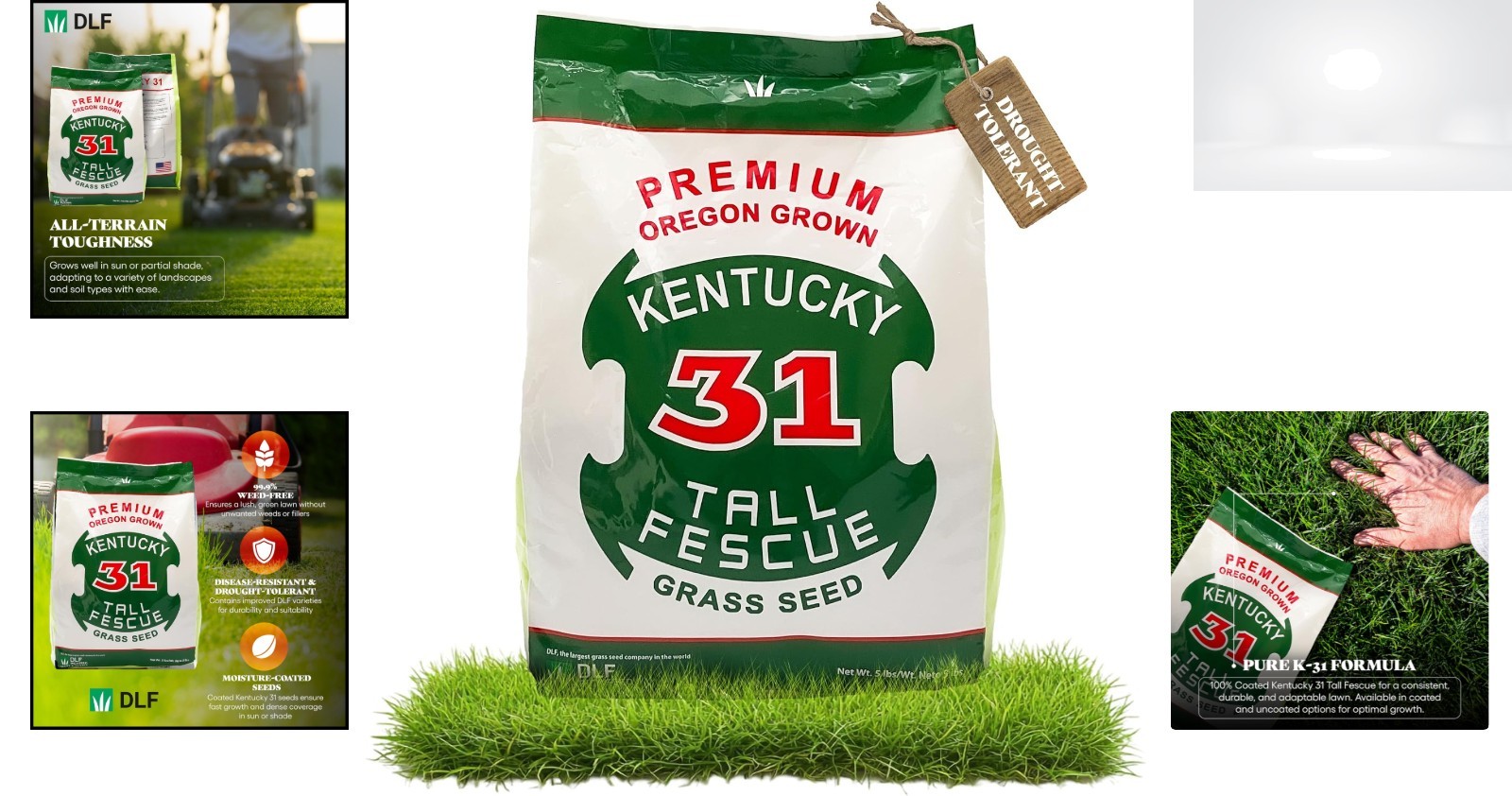 Tall Fescue Grass Seed Kentucky 31 5lb Sun & Shade Durable High Traffic Lawns