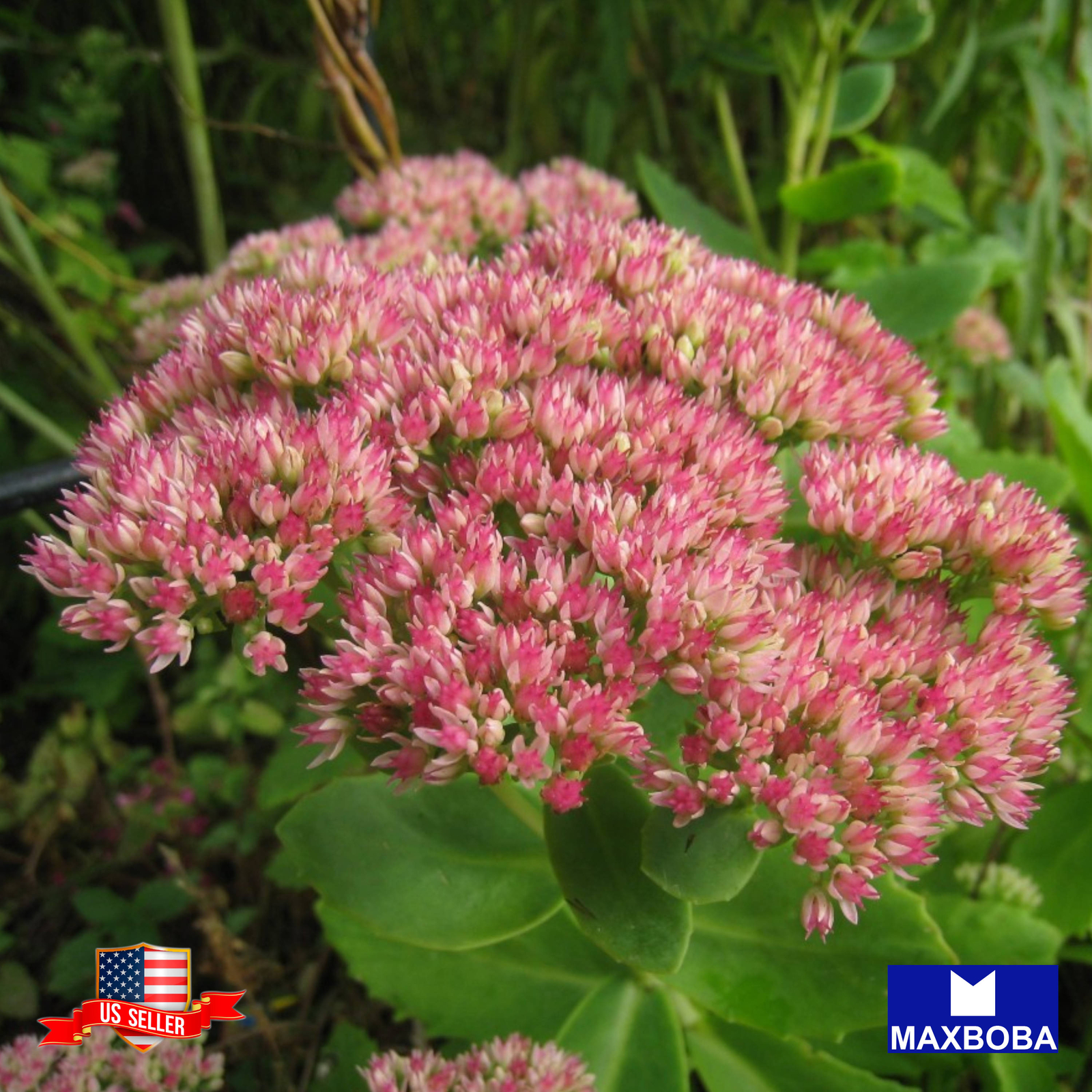 50+ Dragons Blood Sedum Seeds Non-GMO BTGO 75% OFF