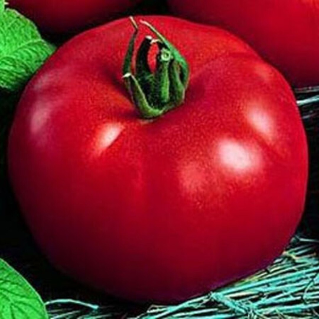 New 50+ Siberian Tomato Seeds | NON-GMO | good for colder climates and patio|