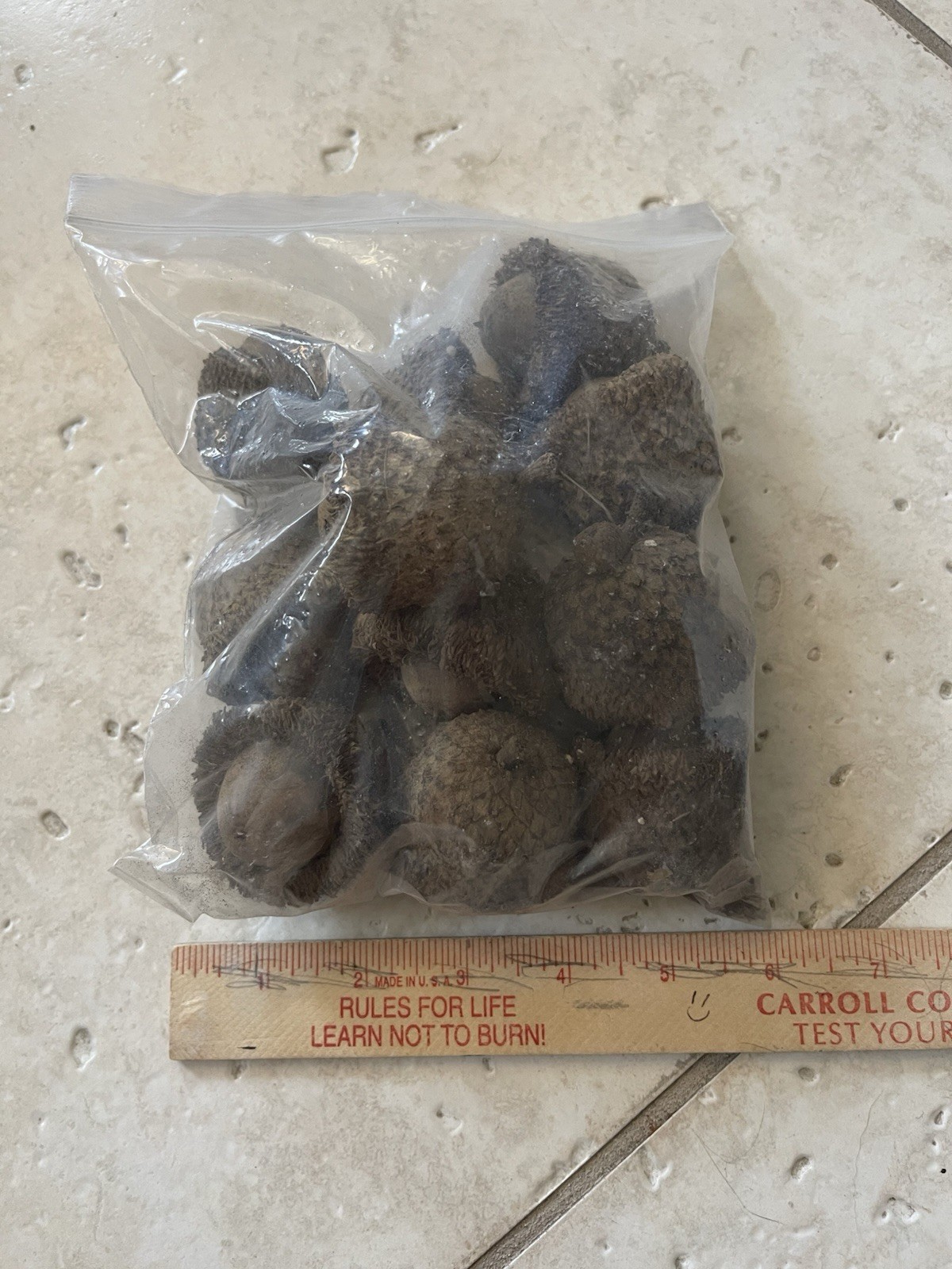 1 Pound Bag of Bur Oak Tree Acorns, Untreated
