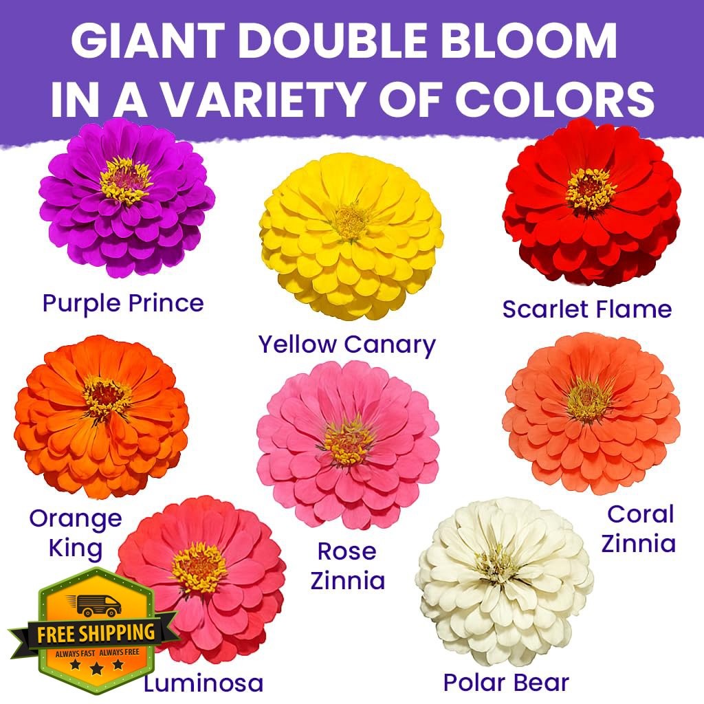 NatureZ Edge Zinnia Seeds 2oz Over 8250 Seeds Non GMO USA