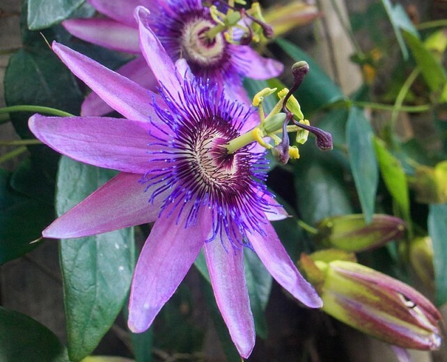 Purple Passiflora Passion Fruit Seeds – One Gram of seeds – 1 gr of seeds