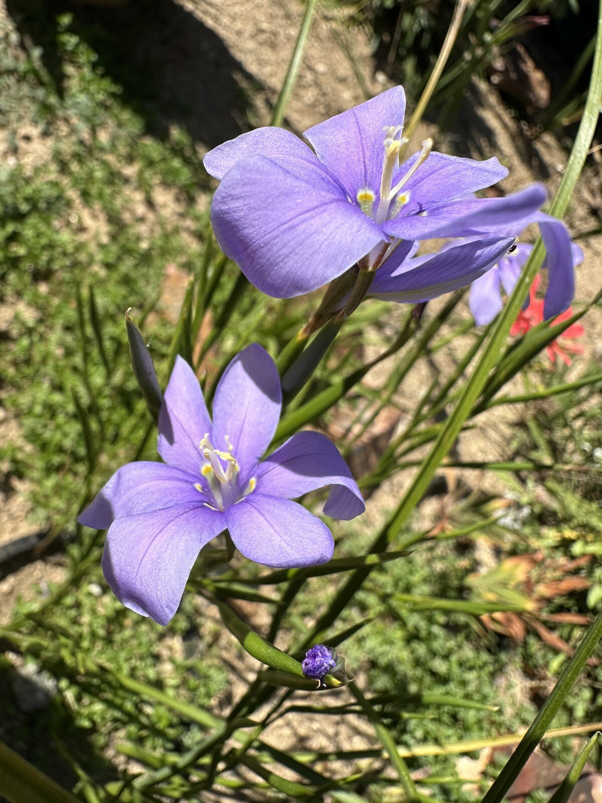 Moraea Polyanthos very rare 10 fresh 2024 harvested seeds Winter/spring Flowers