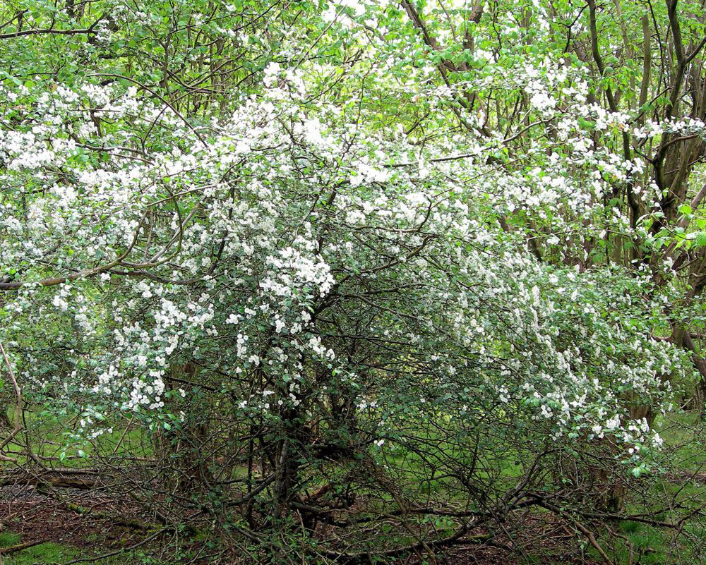 English Hawthorn, Crataegus laevigata, Tree Seeds (Edible, Hardy, Showy)