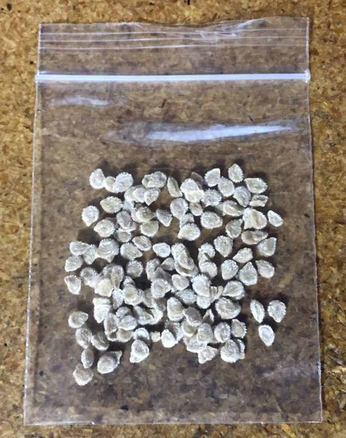 50+ Rutgers Tomato Seeds, Fresh, Ready for Planting, Free Shipping USA