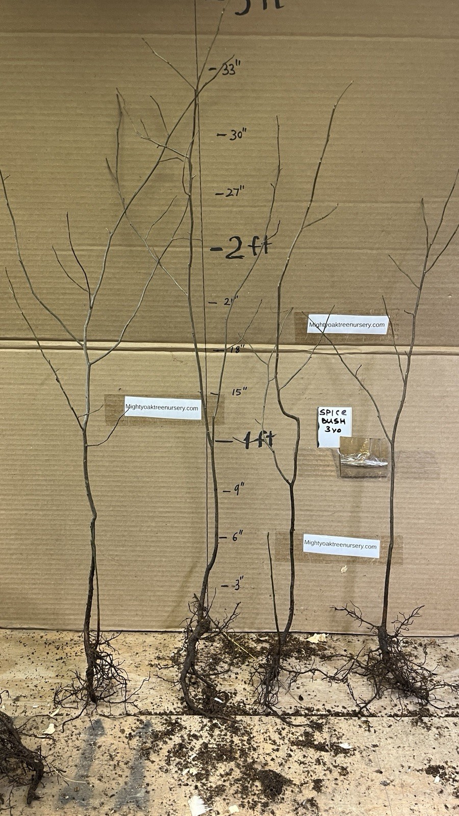 3 yo 2-3 ft tall Northern Spicebush plant (Lindera Benzoin) bare root