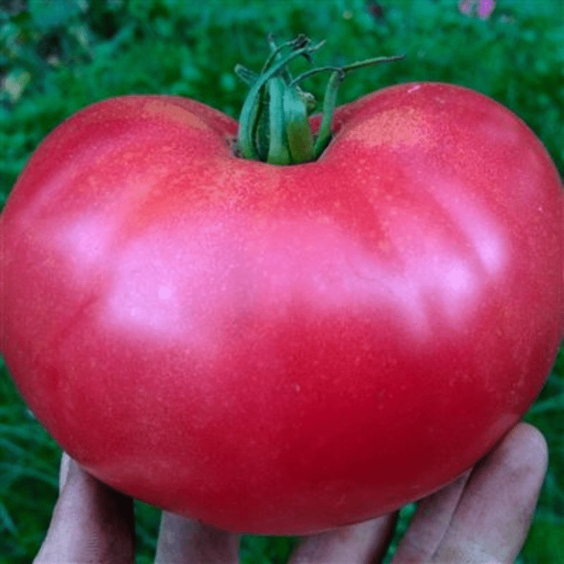 Rose De Berne Organic, Heirloom, Open Pollinated, Blight-Resistant Tomato Seeds