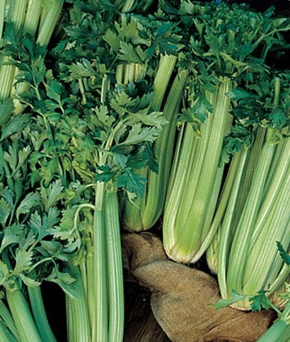 Celery Tall Utah Great Heirloom Vegetable ~ Bulk 10,000 Seeds