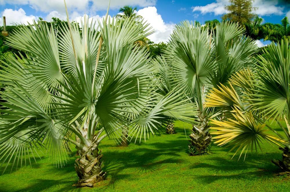 20 Mexican Fan Palm Tree Seeds Washingtonia Robusta Premium Quality Tree Seeds