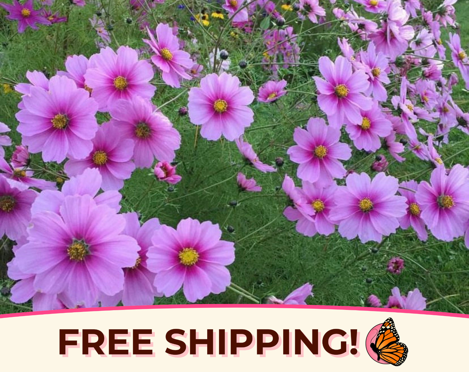 400+ Pink Gloria Cosmos Seeds | Heirloom, Non-GMO, Flower Garden for Pollinators