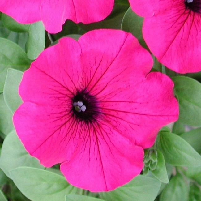 Petunia Seeds Petunia Explorer Magenta 25 Pelleted Seeds